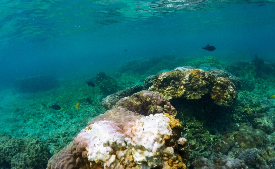 Bleaching coral in Kahala'u Bay in Kailua-Kona, Hawaii. Corals are highly sensitive to heat, and as the oceans warm, the future of reefs is in peril.
