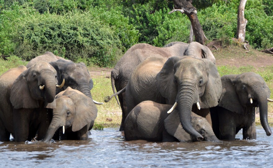 Elephants drink water in Botswana's Chobe National Park. The government is considering lifting a hunting ban to cull the population.