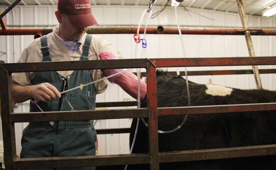 Dr. Michael Pugh owns Westwood Embryo Services in Waverly, Iowa. Pugh travels around the Midwest collecting and transferring bovine embryos.