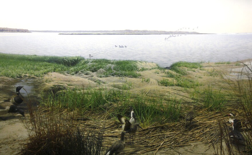 Eastern Coastal Birds diorama