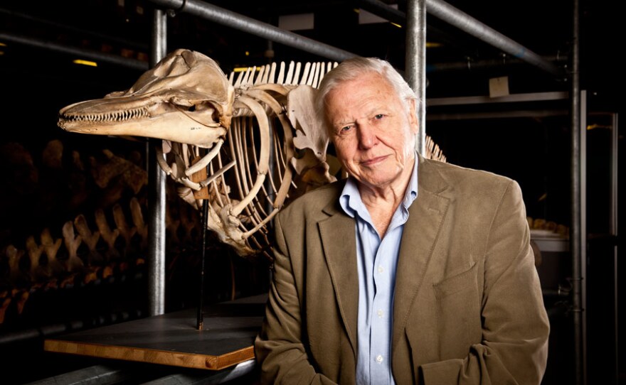 David Attenborough in the Natural History Museum.