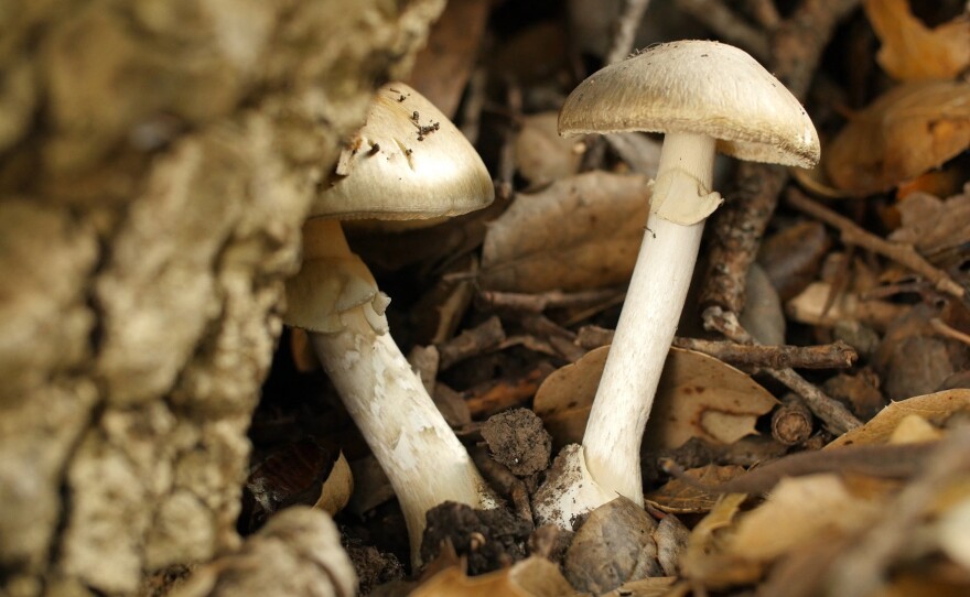 Death caps under a tree at the University of California Botanical Garden, in Berkeley, California. Death caps are popping up in California year-round in irrigated areas like gardens.