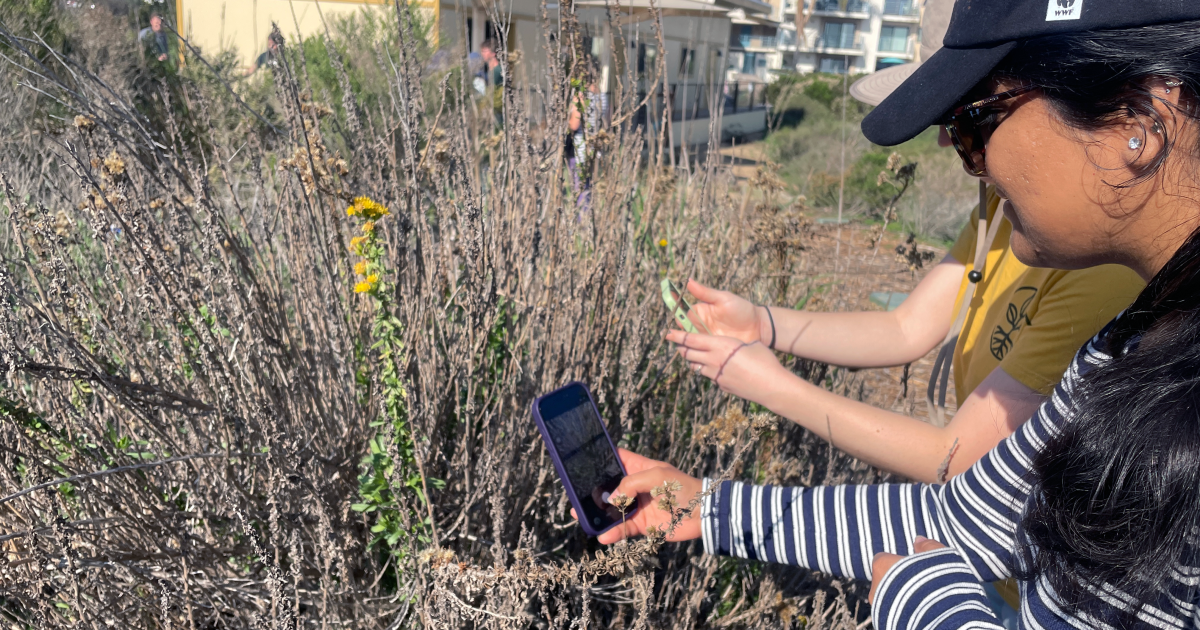 City Nature Challenge gets more people observing nature — and more data for scientists
