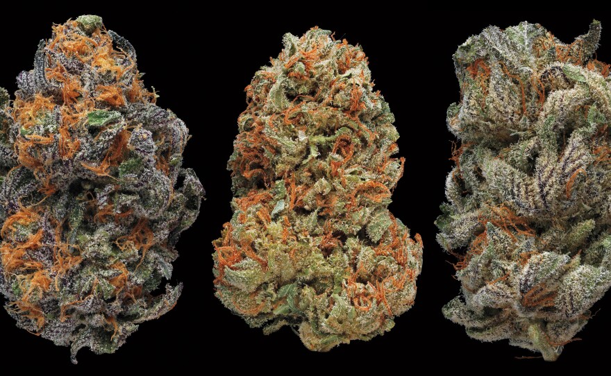 Grand Daddy Purple, Skunk #1, Sugar Daddy