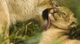 An African lioness licking young cub, Masai Mara GR, Kenya. 