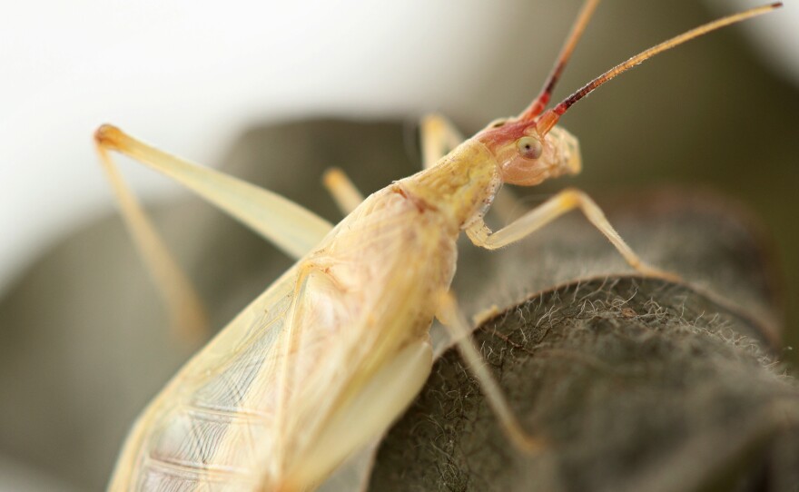 When a tree cricket rubs its wings together, tiny features of the wing rub against each other to create a species-specific chirp.
