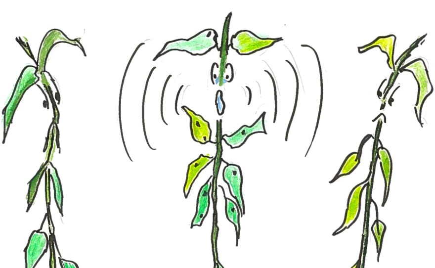 Illustration of neighboring bean plants taking note of aphid-infested bean plant emitting a silent, chemical "scream"