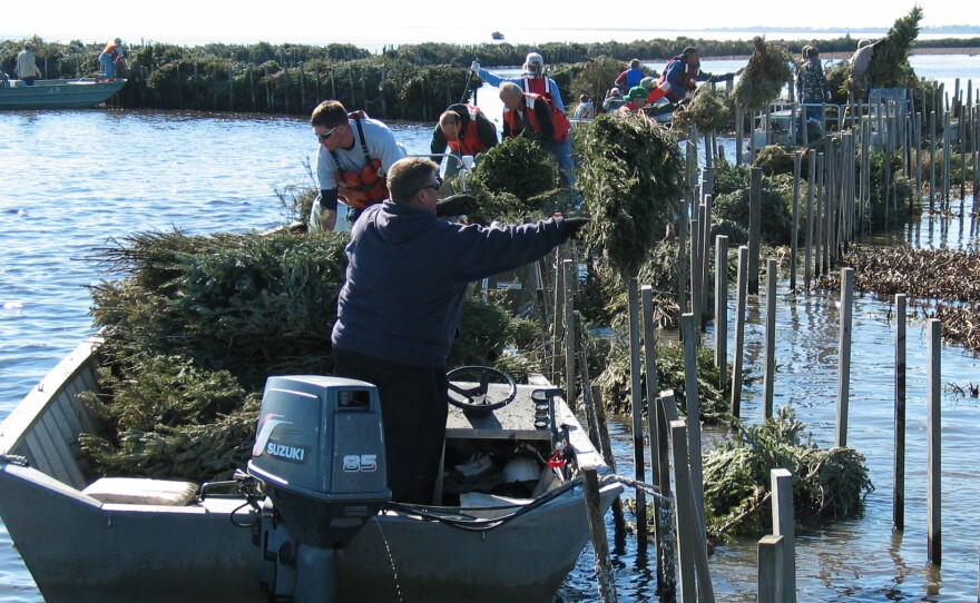Near Jefferson, La., volunteers place recycled Christmas trees inside man-made wooden cribs in the shallow water of a local marsh in January 2011. The trees absorb wave action and protect fragile marshland from erosion.