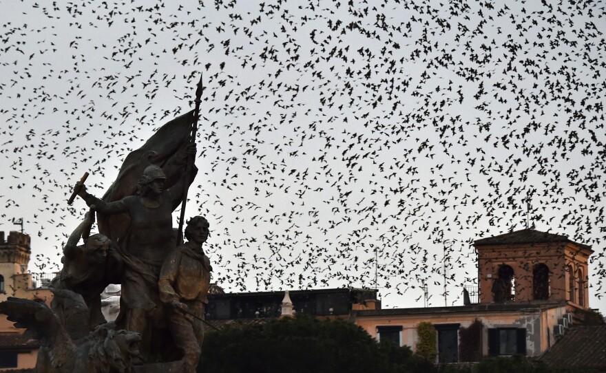 Starlings migrating in huge numbers come to roost this time of year in Rome. In the past, the city used special speakers that emit sounds of predators and starling distress calls to make the birds fly elsewhere. This year, falcons have been enlisted to drive the starlings out — without success.