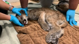 Wildlife caretakers examine the emaciated mountain lion cub at San Diego Humane Society's Project Wildlife campus in Ramona in this Sep. 4, 2020 photo.