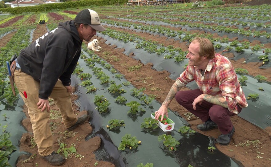 Farmer Luke Girling from Cyclops Farms with and Davin Waite, chef/owner of the Wrench & Rodent Seabasstropub, pick strawberries.