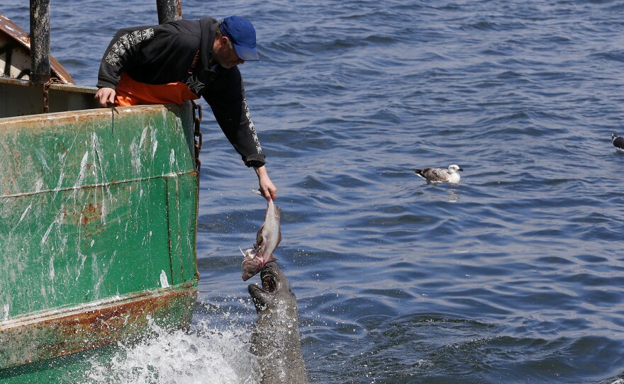 A fisherman holds out a fish for a seal off of a boat owned by Carlos Rafael in New Bedford, Mass. Rafael was the biggest fishing magnate in America's most lucrative port. As he faces sentencing for a scheme to cheat fishing quotas, many worry about the fate of local jobs if his empire is dismantled.