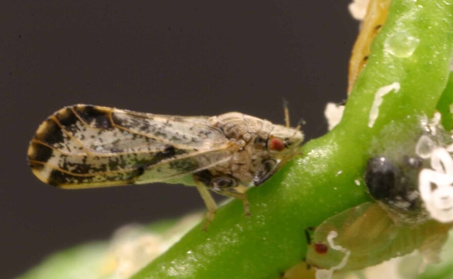 The psyllid, discovered eight years ago in Florida citrus groves, has been problematic for researchers and farmers alike.