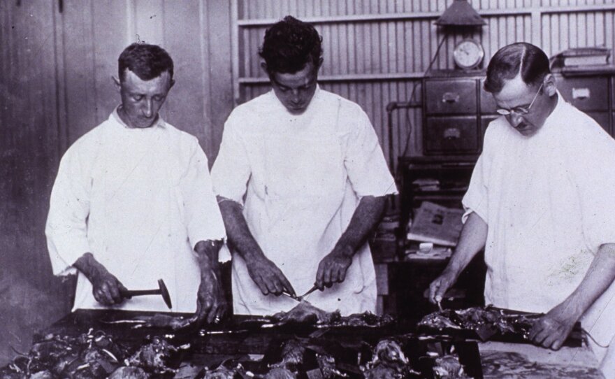 Health officials examine rats for signs of bubonic plague in New Orleans, 1914.