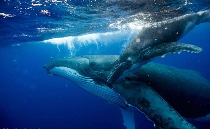 Humpback Whale (Megaptera novaeangliae) mother and calf at sea surface, Tonga, South Pacific, September.