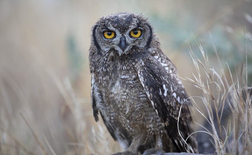 Spotted Eagle Owl. South Africa.