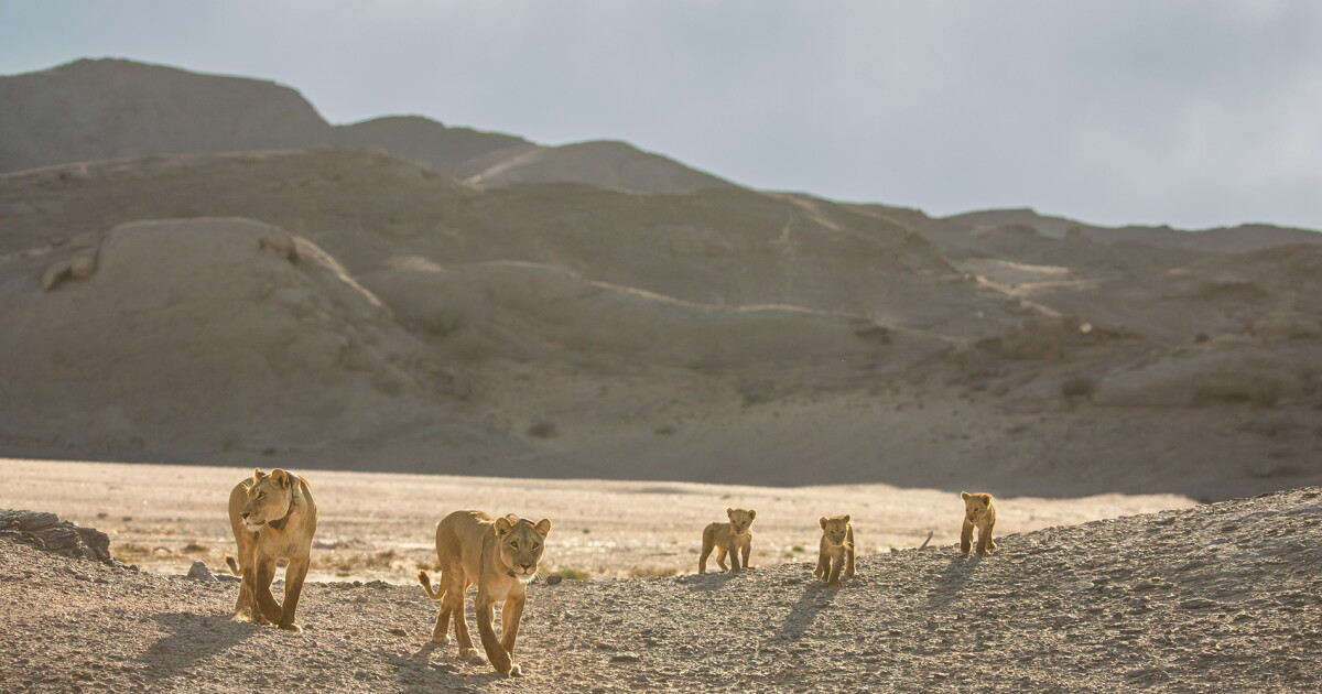 NATURE: Lions of the Skeleton Coast