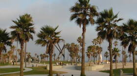 Washingtonia Filiferas in Venice Beach, California. 