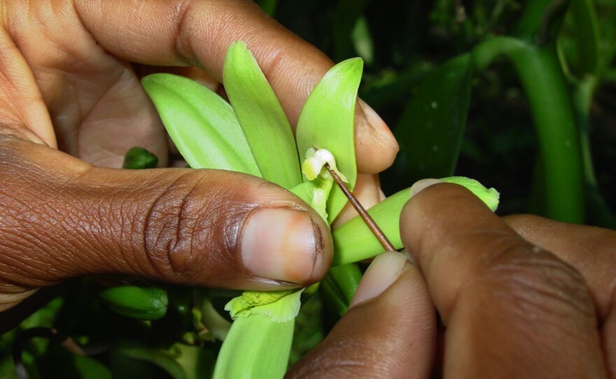 The orchids that produce vanilla beans have no natural pollinators in Madagascar; the plant must be pollinated by hand — a labor-intensive process with little margin for error.