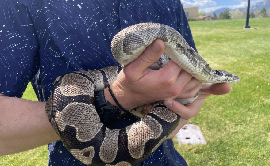 Pythons have several unusual traits that scientists are studying for potential clues for treating human disease.