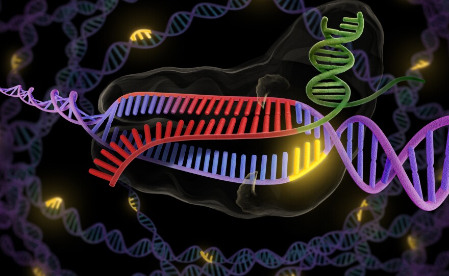 The CRISPR enzyme (green and red) binds to a stretch of double-stranded DNA (purple and red), preparing to snip out the faulty part.