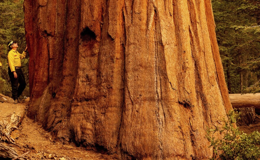 Mark Garrett, a fire information officer, examines a sequoia tree during a media tour of Lost Grove as the KNP Complex Fire burns about 15 miles away on Friday, Sept. 17, 2021, in Sequoia National Park, Calif.