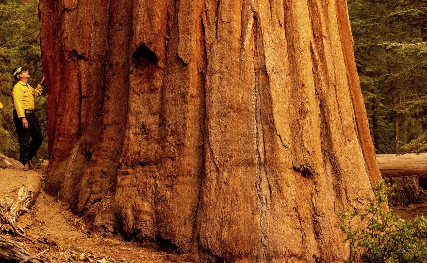 Mark Garrett, a fire information officer, examines a sequoia tree during a media tour of Lost Grove as the KNP Complex Fire burns about 15 miles away on Friday, Sept. 17, 2021, in Sequoia National Park, Calif. 