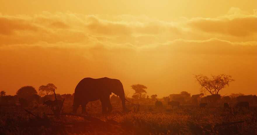 Bull elephant in Tsavo East National Park, Kenya with oryx in the background