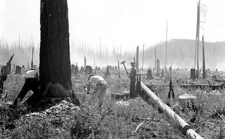 The Civilian Conservation Corps put young men back to work during the Great Depression. Here, CCC members saw down dead trees in a burned area near Belton, Mont.