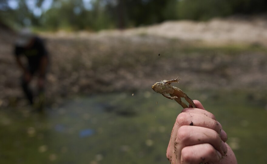 Herpetologist Bennet Hardy holds a leaping red-legged froglet in a restoration pond that is part of a cross-border effort to bring back the native species in both Baja California, Mexico, and Southern California, Monday, Aug. 11, 2025, on a ranch outside of El Coyote, Mexico.