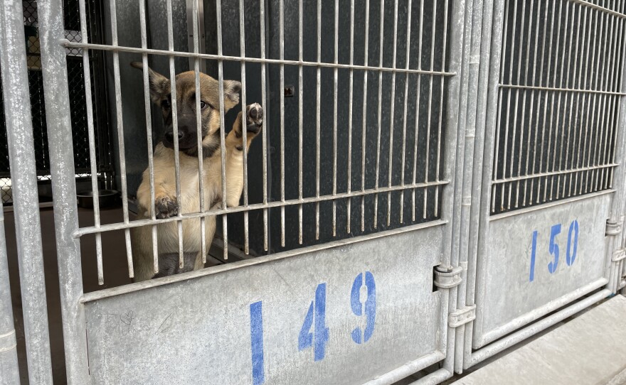 A dog in a kennel at San Diego County's Bonita shelter is shown in this photo from June 3, 2025.