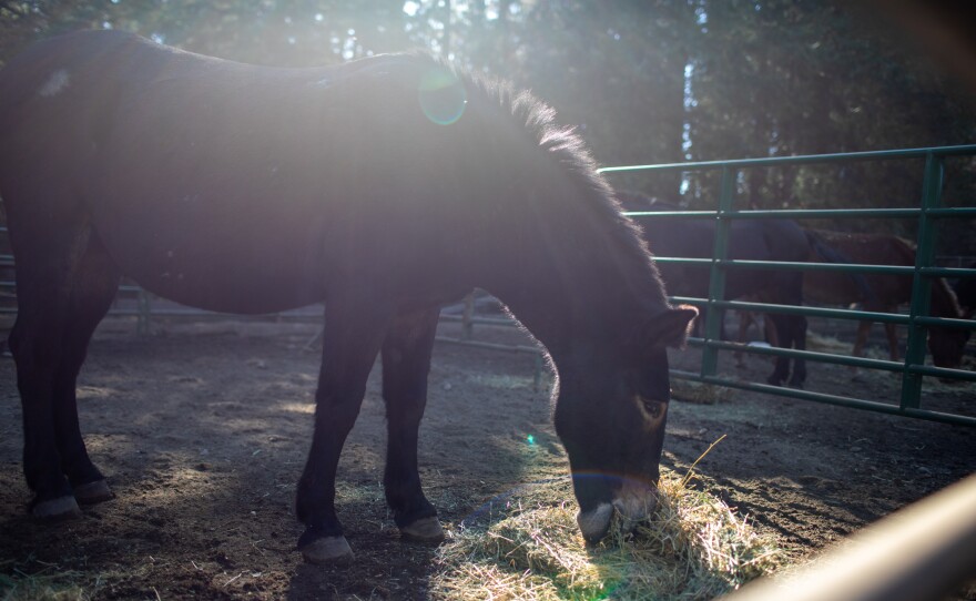 Mules and horses are stationed at a trailhead to help transport seedlings deep into the park.
