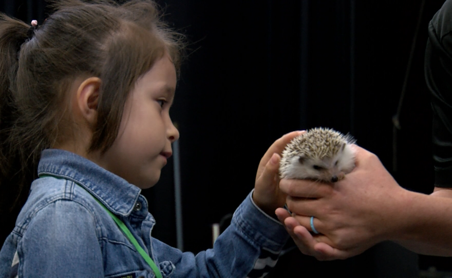 Fay Elementary Kindergartener Alice Dodd pets a hedgehog at the City Heights Weingart Library in San Diego on Friday August 10, 2018.