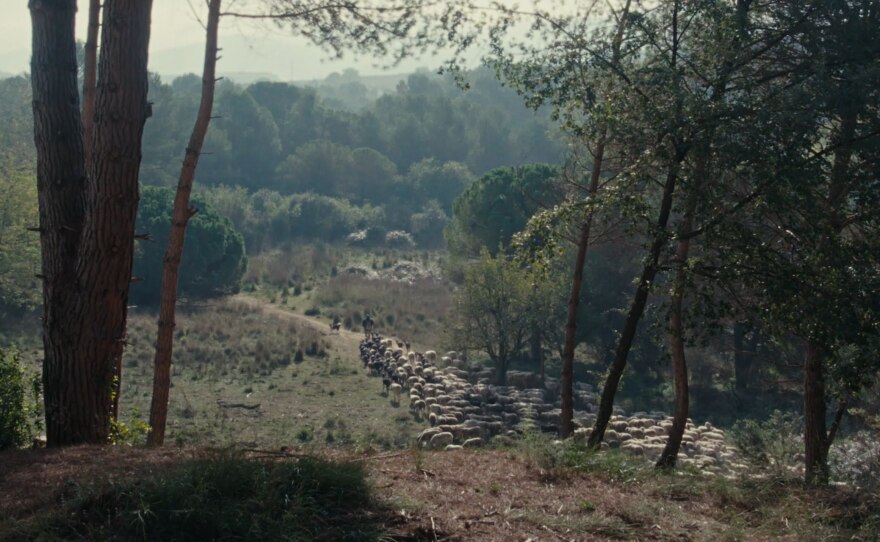 In a verdant green valley between two hills, a large herd of white sheep converge towards a single man who stands on a thin dirt path. In the foreground, thin green trees lean in the hazy glow of the afternoon sun.