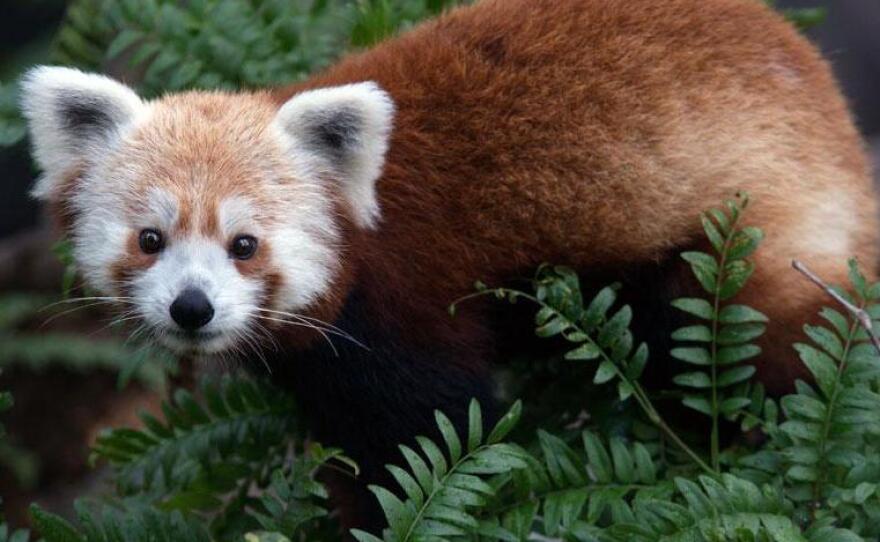 "Rusty the Panda." He's on the loose in D.C.