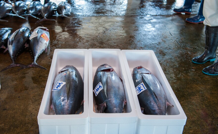 Pacific bluefin tuna for sale at the tuna market in Katsuura on the Kii Peninsula, the premium tuna auction in Japan. The new agreement to protect the tuna is aimed at putting the species on a path to recovery.