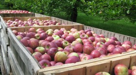 Scott Farm in Dummerston, Vt., grows 100 varieties of apples, including Hubbardston Nonesuch and Cortland, above. You can't perpetuate a variety of apple by planting it from seed: You have to collect cuttings and graft them to root stock.
