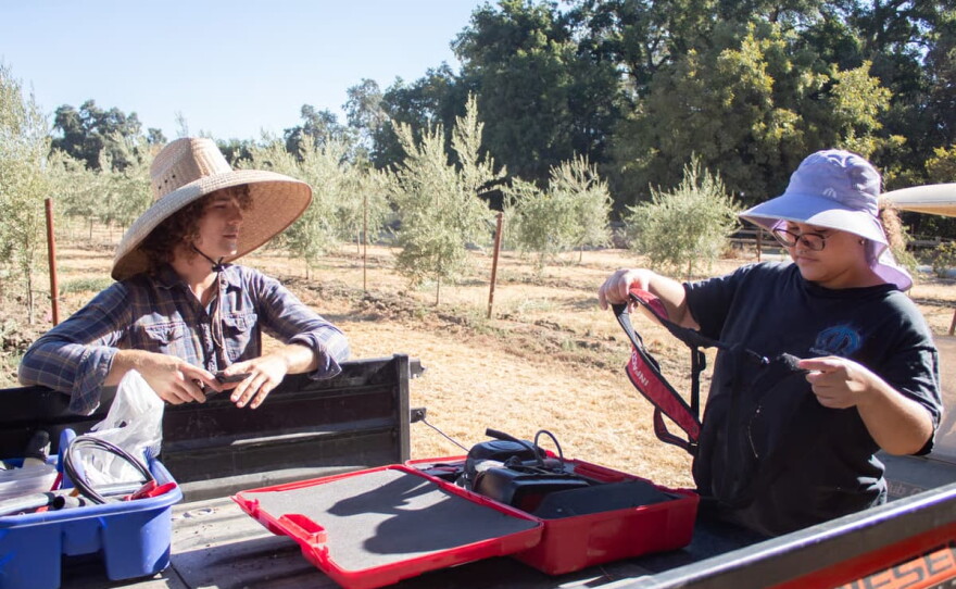 Field and restoration technician Kyle Moeller (left) and UC Davis student Tatiana Pointer prepare to maintain olive trees Thursday, July 30, 2026, at Maples Farm in Woodland.