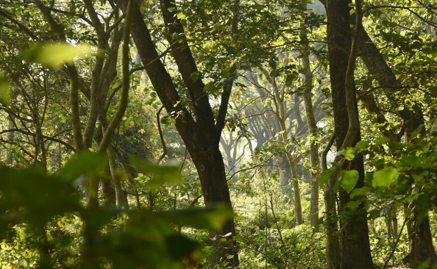 What began as a bamboo stand has grown into a dense 1,300-acre forest. The biome single-handedly nurtured by Payeng for nearly 40 years is home to tigers, deer, monkeys, elephants and a wide variety of birds.