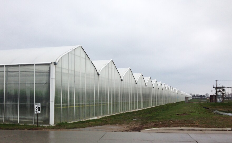 Greenhouses at Mastronardi Produce Sunset Grown in Kingsville, Ontario, Canada