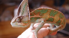 A veiled chameleon with green spots perches on its owners hand.