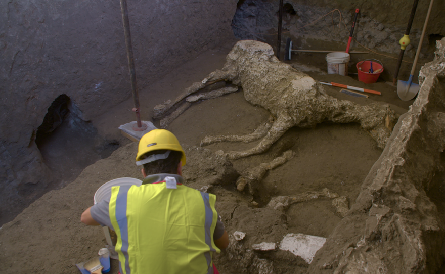 Using the technique developed more than 150 years ago by Pompeii’s then-director of excavations, Giuseppe Fiorelli, the excavation team filled a void in the ash layer with plaster, and made a perfect cast of a horse.