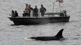 Whales are seen off the coast of Long Beach, Calif., from the La Espada whale watching ship from Harbor Breeze Cruises, Dec. 20, 2016. 