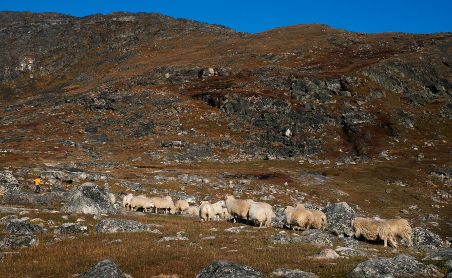 Makkak Nielsen runs out to the field to stop the sheep from going the wrong way as her husband and son bring them in towards the farm.