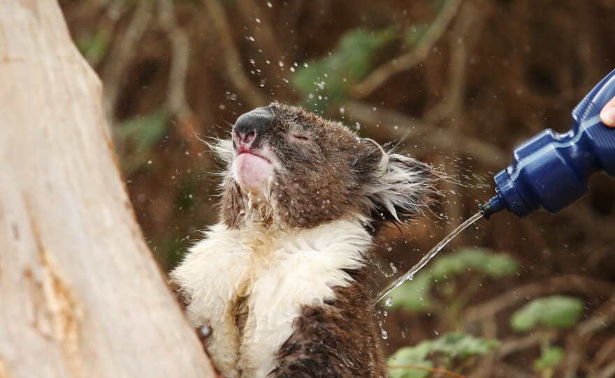 A heat-stressed koala is doused with water in December 2015 during an extreme heat wave in Adelaide, Australia. Last year was the hottest on record, but 2016 is on pace to supplant it at the top of the list. Every month of this year has set heat records.