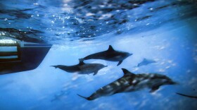 This Oct. 15, 2014 photo shows dolphins swimming along the side of a boat off the coast of San Pedro, Calif. 