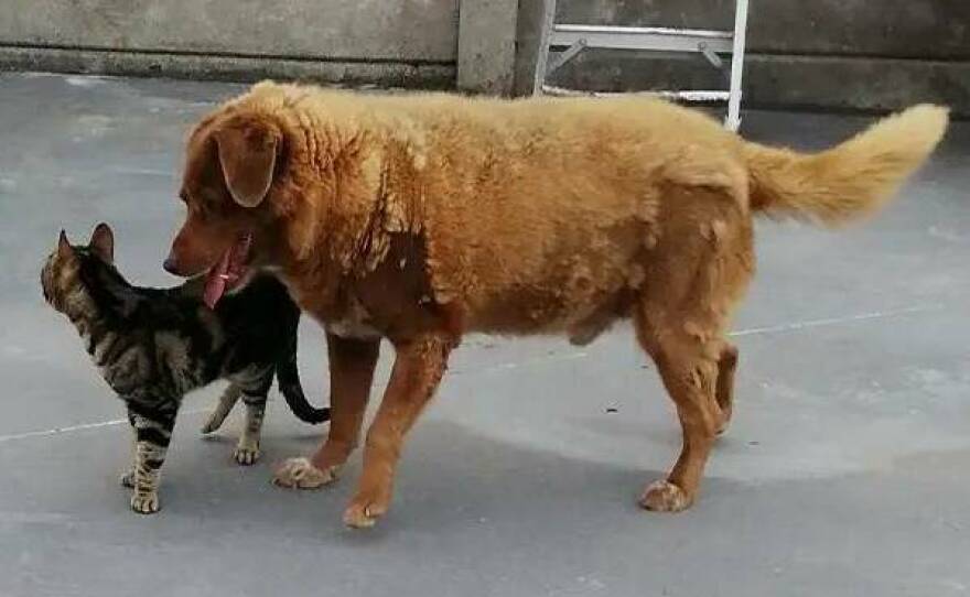 Bobi spends his old age spending time with his feline friends.