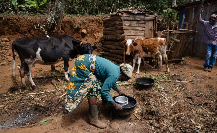 The cows owned by Nyuroka and her husband will drink the water that the couple collected in the forest.