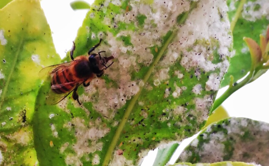 Honeybees are seen feeding on the honeydew of whiteflies in citrus trees. Traces of neonicotinoids, a family of pesticides, have shown up in honeydew, an important food source for other insects.