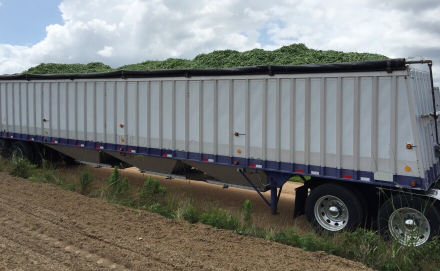 Blankenship started out moving livestock, some of the hardest work in trucking. These days he tends to haul fresh produce like this load of green beans.